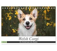 Welsh Corgi - Der Kobold unter den Hunden (Tischkalender 2026 DIN A5 quer), CALVENDO Monatskalender: Welsh Corgi: kleiner Hund, große Persönlichkeit.