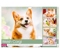 Welsh Corgi. Zauberhafter Dickkopf auf kurzen Beinen (Wandkalender 2026 DIN A4 quer), CALVENDO Monatskalender: Die königlichen Corgis sind ... und immer für gemeinsame Abenteuer zu haben
