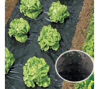 WERKA PRO Film Forato per pacciamatura orto