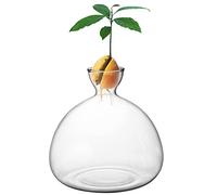 Werwing Vaso per avocado, moderno vaso idroponico in vetro per la crescita dei semi di avocado, realizzato a mano, decorazione per interni in borosilicato, design compatto per casa e ufficio (grande)
