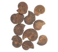 WESIEVYA 10 Pezzi Fossili di Ammonite Marrone per Scopi Educativi, Modelli di Ammonite Veri in Materiale Fossile, Arricchiscono la Conoscenza e Sviluppano la Creatività