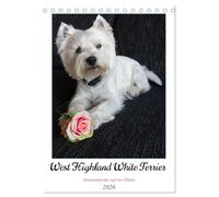 West Highland White Terrier - Herzensbrecher auf vier Pfoten (Tischkalender 2026 DIN A5 hoch), CALVENDO Monatskalender: Der Westie - kleiner Hund mit großem Herz