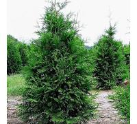 Western Red Cedar Seeds | Thuja Plicata 30 Evergreen Tree Seeds.