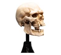 Weta Workshop Signore degli anelli Mini Statua Skull of a Mordor Orc 14 cm
