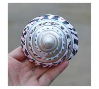 WEYIMVTO Conchiglie. 1 Pezzo da 10-11 cm di Rara Conchiglia di Mare Vera, Perfetta for acquari, Decorazioni for la casa, ottimi Regali for Feste a Tema