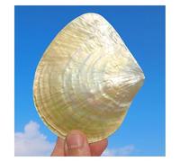 WEYIMVTO Conchiglie. 1 Pezzo da 9-10 cm, Vera e Rara Conchiglia di Mare, Decorazione Marina for Acquario, Ornamenti for la casa, ottimi Regali.(9cm)