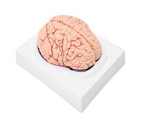 WGFOIP Modello Cerebrale Umano Modello Cerebrale Anatomico Modello di Neuroscienze Brain Modello 8 Parti Ridotte con Struttura Accurata per la Visualizzazione Dell'insegnamento in