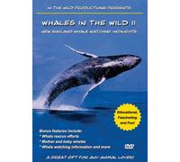 Whales in the Wild 2-New Engla