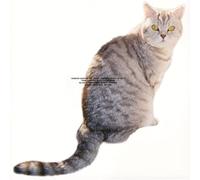 What I Am And What I'm Not