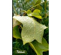 Whispers of Nature - A Lined Notebook Featuring a Dew-Kissed Leaf Cover: 120 Lined Pages for Journaling, Notes, and Reflection| Perfect for Nature Lovers