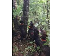 Whispers of the Wildwoods: The Adventures of The Bear Hounds
