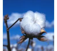 White Cotton 10 Semi-Easy Grow:packing seeds only