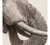 World Elephant Day
