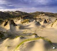 White Manna - Dune Worship