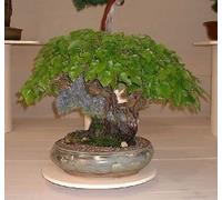 White Mulberry Morus Alba 150 Seeds: Package Contains Seeds