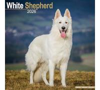 White Shepherd 2026 Calendar | Square Wall Calendar | Dog Breed Gift | Plastic Free Packaging | by Avonside Publishing