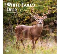 White Tailed Deer 2027 12 X 24 Inch (Hanging) Monthly Square Wall Calendar Plastic-Free