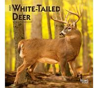 White Tailed Deer 2027 7 X 14 Inch (Hanging) Monthly Mini Wall Calendar