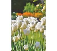 White Tulips Notebook: Blank Lined Notebook for All Ages, Flowers, Tulips, White | 6x9 inches, 110 pages | Gifts for Birthdays, Christmas, Thanksgiving and more