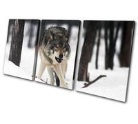 White Wolf Wild Snowy Woods Animals TREBLE TELA parete arte foto stampa