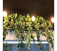 Whnoorher Scaffalatura portaoggetti montata a soffitto, espositore per piante, scaffale sospeso in metallo e ferro con catena in ferro nero per porta bicchieri da vino(100x25x15cm)