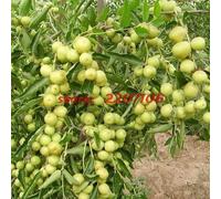 Wholesale Guoguang Jujube Fruiting More Direct Claret 5 PCS/Pack Organic Home Seed Easy w Seeds ONLY