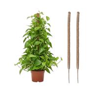Wigearss 2 Pezzi Bastone di Muschio, Palo Cocco Piante Sostegno Piante Supporti, Pieghevoli Fibra di Cocco, Tutore Muschiato per Monstera Rampicanti, 100cm