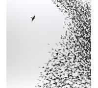 Wilco Sky Blue Sky (Vinyl LP) 12" Album with CD
