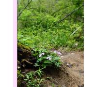 Wild Geraniums Along A Trail Nature Photography Notebook
