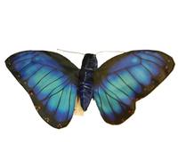 Wild Republic - 28281 - Farfalla blu Morphofalter, 37 cm, poliestere, con tasca per le dita