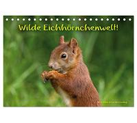 Wilde Eichhörnchenwelt! (Tischkalender 2026 DIN A5 quer), CALVENDO Monatskalender: Ungewöhnliche Einblicke in das wilde Leben der Eichhörnchen.