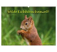 Wilde Eichhörnchenwelt! (Wandkalender 2026 DIN A2 quer), CALVENDO Monatskalender: Ungewöhnliche Einblicke in das wilde Leben der Eichhörnchen.