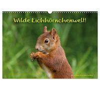 Wilde Eichhörnchenwelt! (Wandkalender 2026 DIN A3 quer), CALVENDO Monatskalender: Ungewöhnliche Einblicke in das wilde Leben der Eichhörnchen.