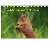 Wilde Eichhörnchenwelt! (Wandkalender 2026 DIN A4 quer), CALVENDO Monatskalender: Ungewöhnliche Einblicke in das wilde Leben der Eichhörnchen.