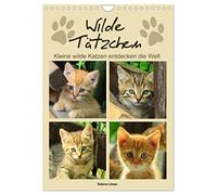 Wilde Tätzchen, kleine wilde Katzen entdecken die Welt (Wandkalender 2026 DIN A4 hoch), CALVENDO Monatskalender: Bezaubernde Katzenkinder