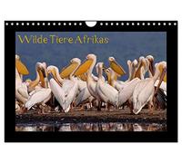 Wilde Tiere Afrikas (Wandkalender 2026 DIN A4 quer), CALVENDO Monatskalender: Wildtiere Afrikas hautnah erleben