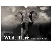 Wilde Tiere in schwarz-weiß (Wandkalender 2026 DIN A4 quer), CALVENDO Monatskalender: Afrikas wildlebende Tiere in eindrucksvollen Bildern