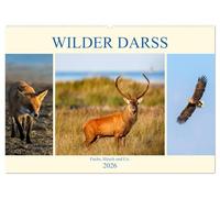 Wilder Darß - Fuchs, Hirsch und Co. 2026 (Wandkalender 2026 DIN A2 quer), CALVENDO Monatskalender: Faszinierende Bilder der wilden Tiere vom Darß