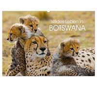 Wildes Leben in Botswana (Wandkalender 2026 DIN A2 quer), CALVENDO Monatskalender: Im Reich der wildlebenden Tiere Afrikas