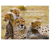 Wildes Leben in Botswana (Wandkalender 2026 DIN A3 quer), CALVENDO Monatskalender: Im Reich der wildlebenden Tiere Afrikas