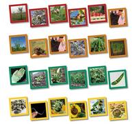 Wildgoose istruzione SC1107 Plant Life Cycle sequenziamento carta, 13.5 cm x 13.5 cm (confezione da 20)