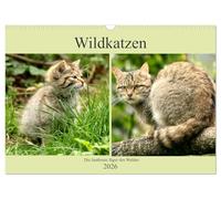Wildkatzen - Die lautlosen Jäger des Waldes (Wandkalender 2026 DIN A3 quer), CALVENDO Monatskalender: In unseren Wäldern ist die Wildkatze wieder zuhause