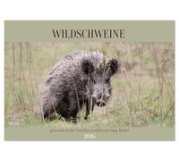 Wildschweine ganz nah an der Sau (Sus scrofa) von Tanja Riedel (Wandkalender 2026 DIN A4 quer), CALVENDO Monatskalender: Echte Wildschwein Momente - nah dran, eindrucksvoll und unverstellt