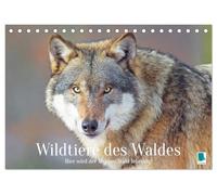 Wildtiere des Waldes: Hier wird der Mythos Wald lebendig (Tischkalender 2026 DIN A5 quer), CALVENDO Monatskalender: Bezaubernd schönen Tieraufnahmen und seltene Momente der Ruhe