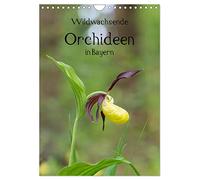 Wildwachsende Orchideen in Bayern (Wandkalender 2026 DIN A4 hoch), CALVENDO Monatskalender: Eine Sammlung der schönsten Fotos unserer einheimischen Orchideen