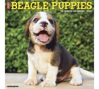 Willow Creek Press, Just Beagle Puppies - Calendario da parete 2027