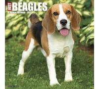 Willow Creek Press, Just Beagles - Calendario da parete 2027