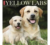 Willow Creek Press, Just Yellow Labs - Calendario da parete 2027