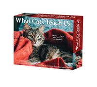 Willow Creek Press, What Cats Teach Us 2027 Calendario da 13,7 x 15,7 cm