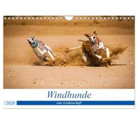 Windhunde - eine Leidenschaft (Wandkalender 2026 DIN A4 quer), CALVENDO Monatskalender: Es gibt viele verschiedene Windhundarten